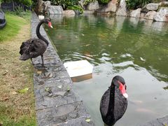 -南宁荔园维景国际酒店·荔园中餐厅