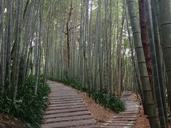 -雁南飞茶田景区