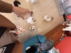 -喜柴咖啡·柴犬狗咖