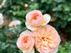 -人民公园(罗湖区)