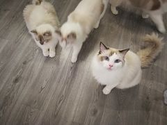 -COTTON CAFE(德信·中外公寓店)