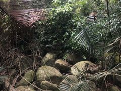 -呀诺达热带雨林