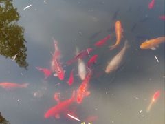 景点-朱家角课植园