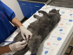 -灵美宠物诊所