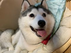 -Husky Go! 哈士奇体验馆·宠物咖啡厅狗咖