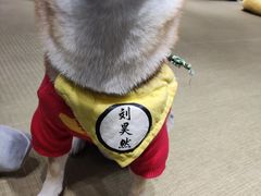 -逗柴咖啡屋·狗咖猫咖宠物桌游