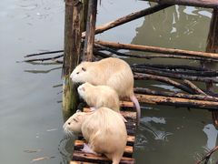 -黄龙溪欢乐田园