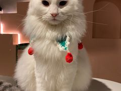 -猫儿山۰猫主题餐厅