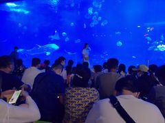 -烟台海昌鲸鲨海洋公园