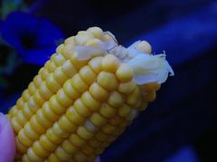 泉水煮玉米-亦缘居私家别院