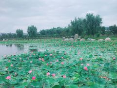 -羊亭河湿地公园