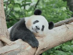 -成都大熊猫繁育研究基地