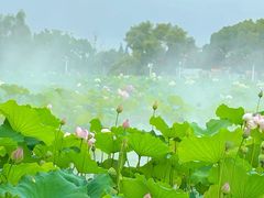 -陶辛水韵