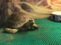-上海大自然野生昆虫馆(东方明珠·爬宠昆虫探索中心)