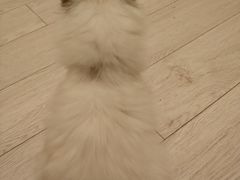 -Bastet sally猫舍购宠(静安店)