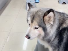 -汪说·狗咖(旺城大厦店)