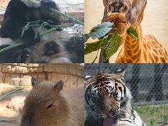 -西霞口神雕山野生动物世界