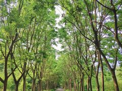 -渡海小渔村.老辈日照菜