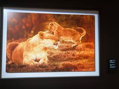 -罗红摄影艺术馆