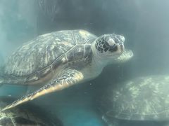 -广东惠东海龟国家级自然保护区