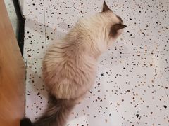 -滚猫咖啡·猫咖·猫友好撸猫(未来城店)