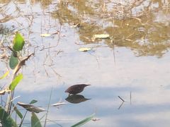 -福田红树林生态公园