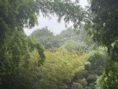 -缙云山景区