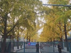 -三里屯东五街银杏大道