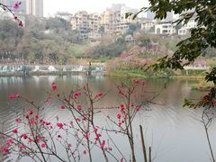 彩云湖-重庆彩云湖湿地公园