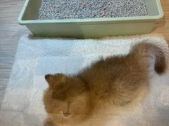 -屋虎猫馆(宝安大仟里店)