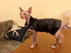 -猫色咖啡·猫咖