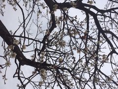 iphone_upload_pic-香雪海