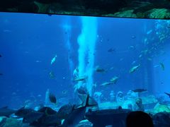 -亚特兰蒂斯•OSSIANO奥西亚诺海底餐厅