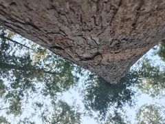 -水杉园