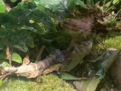 -正佳雨林生态植物园