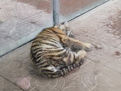 -西霞口神雕山野生动物世界