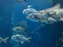 -暹罗海洋世界