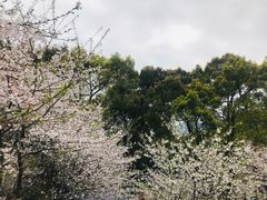 -南山植物园