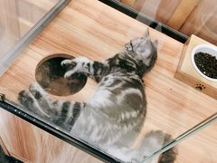 -袖虎·猫馆(体育西路店)