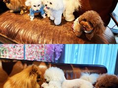 -百好乐宠物友好餐厅(朝外大街店)