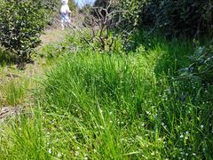-桑洲油菜花景区