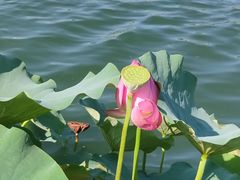 -莲花池公园