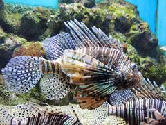 -大连老虎滩海洋公园