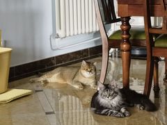 -猫大福·Fortune Cat猫舍(百子湾店)