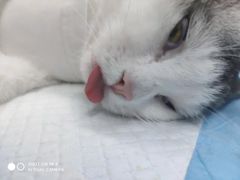 -关爱宠物医院·猫科中心·消化科(滨湖万达分院)