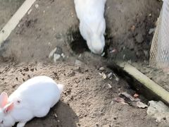 -栾川竹海野生动物园