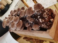鲜活菌菇棒-椰子营·椰子鸡火锅(万象里店)