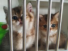 -东方名猫馆·英短金渐层布偶猫舍(环线广场1号楼店)