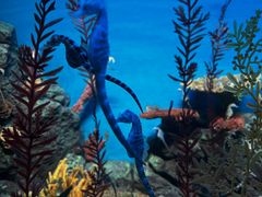 -上海海洋水族馆