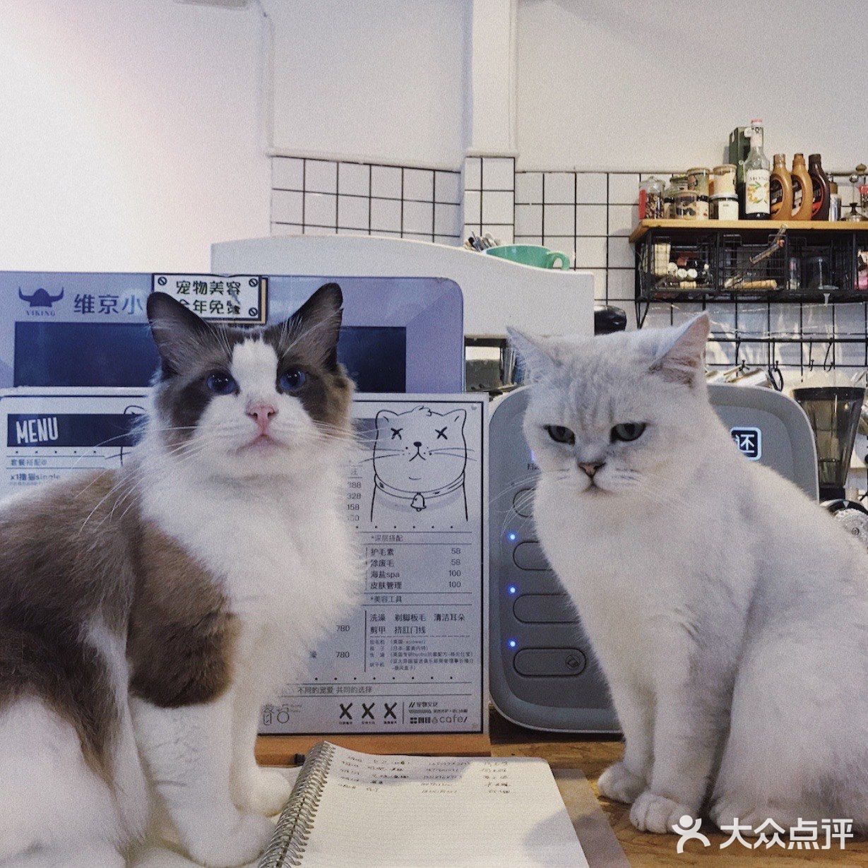 打卡一家可以rua猫又可以撸狗的店